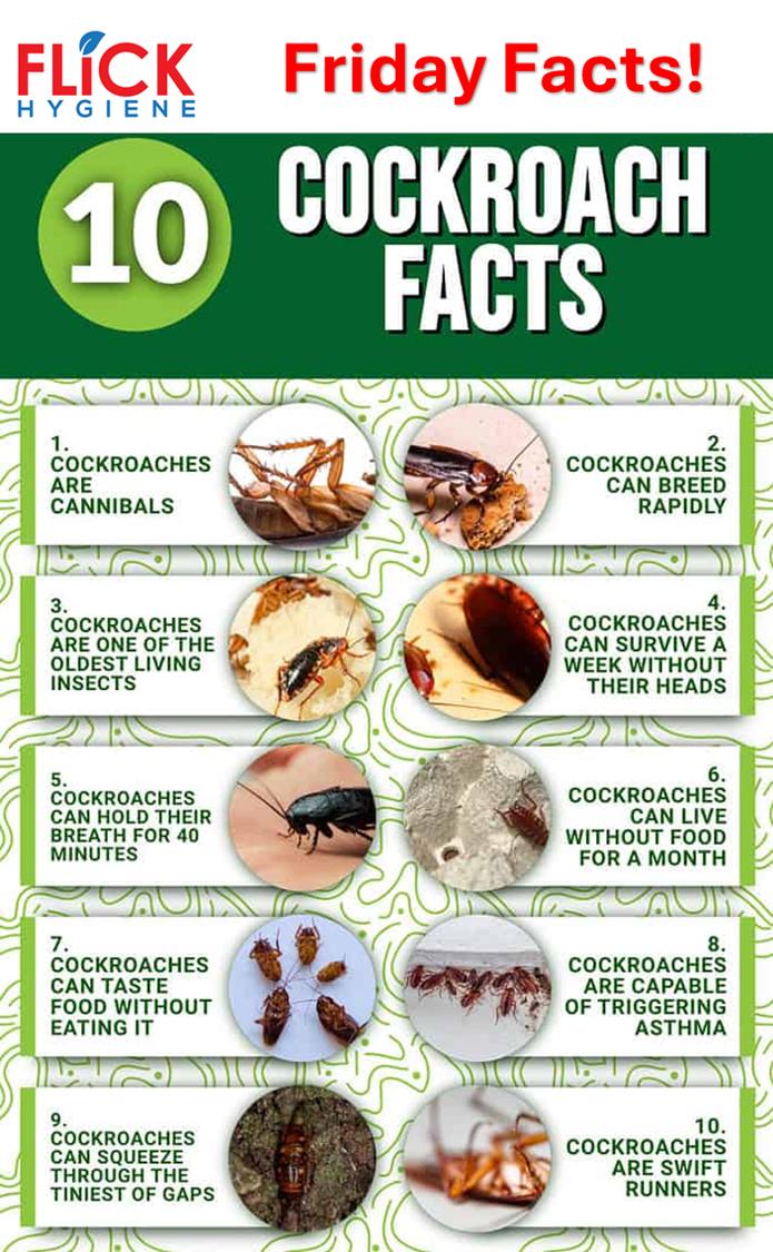 FLiCK - 🪳 Friday Facts! 🪳 Cockroaches are one of the oldest living ...