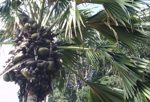 Apa Itu Kelapa Laut Pokok Air Kelapa Laut Selatan Facebook
