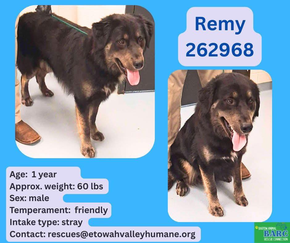 Raymond urgently needs a foster or adopter or rescue pull . Please