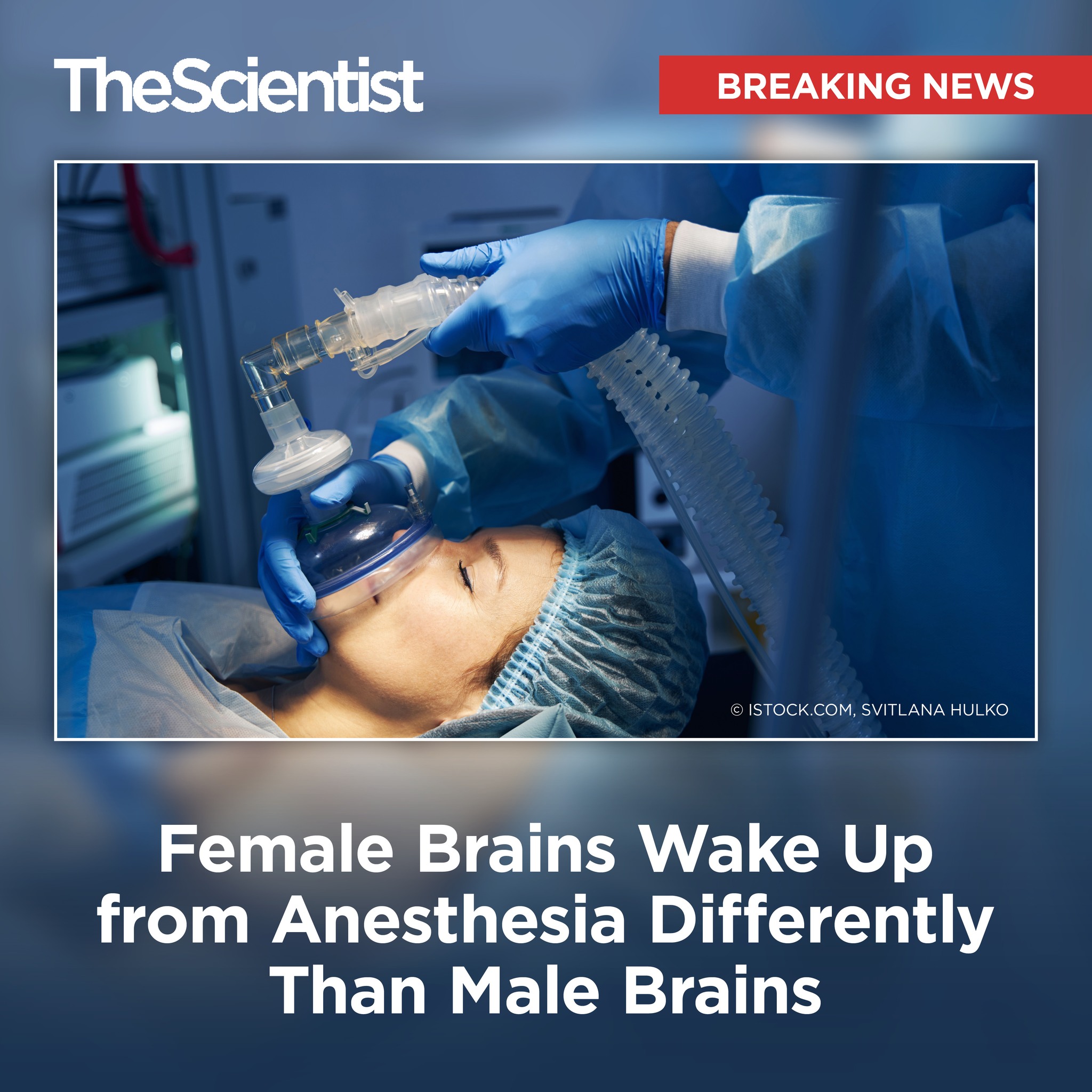 Anecdotal evidence has suggested that women and men recover differently after ketamine anesthesia, but scientists haven't been able to pinpoint why. Now, a research team has found that immune cells in the