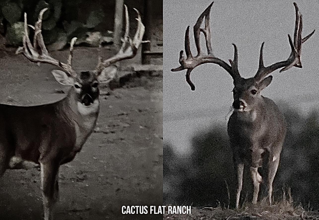 The big deer are still not moving... - Cactus Flat Ranch | Facebook