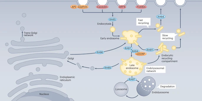 nature-reviews-nature-reviews-rheumatology-endosomal-facebook