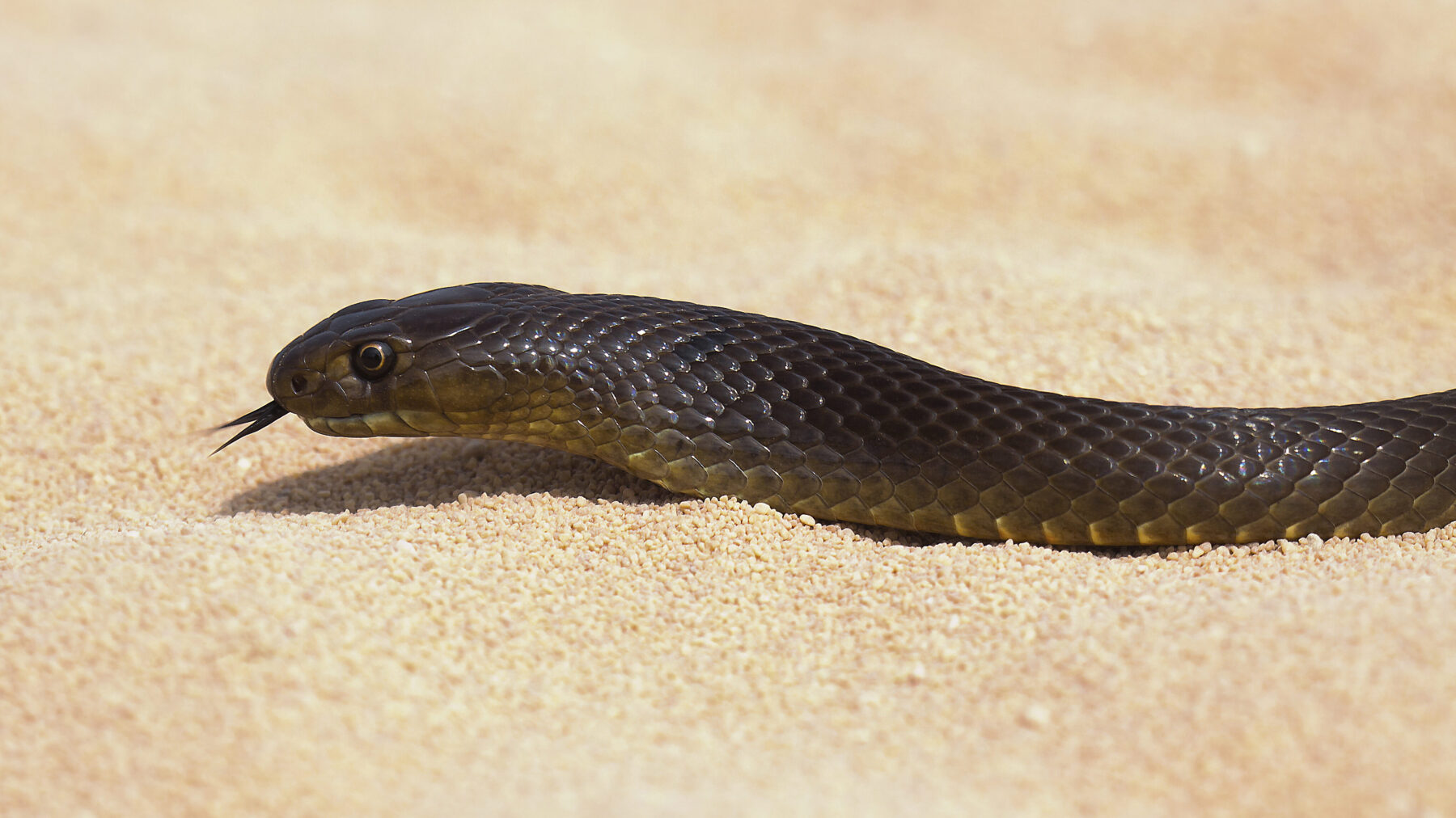 A closer look at Snake Hot Spot Breed