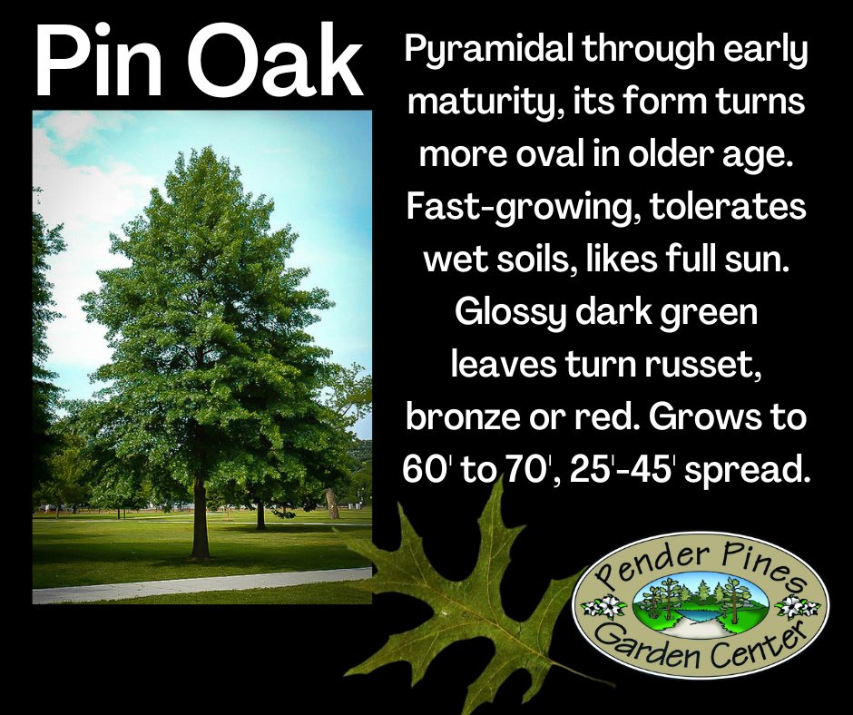 Pender Pines Garden Center... - Pender Pines Garden Center