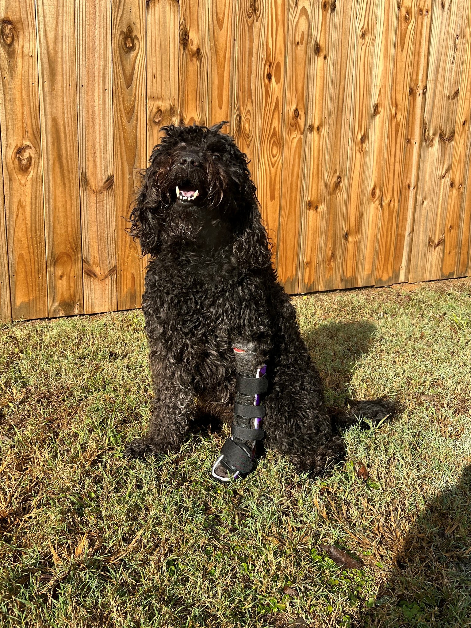 Capital - Zoe doing great eight weeks after her carpal reconstruction ...