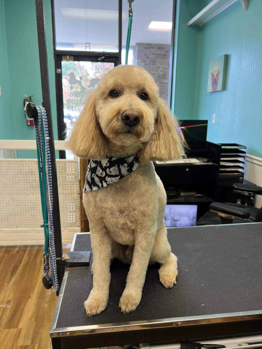 Pet Grooming In Delaware County Reference: K9 Perfection K9 Perfection Grooming Salon Chapel Hill
