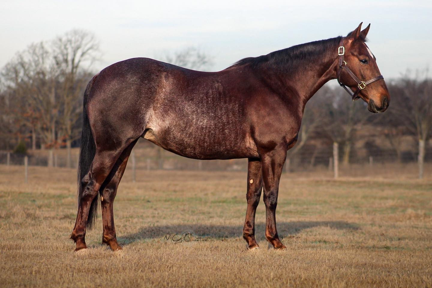 Brazilian Horse Trainer / DnD Performance Horses - Looking good today ...