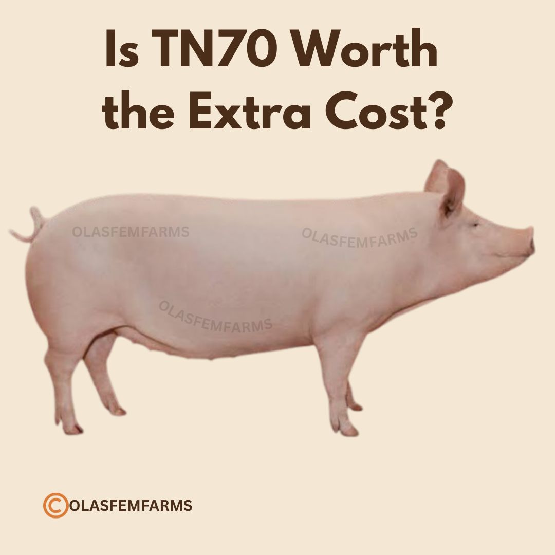 Is tn70 pig breed worth the extra cost?