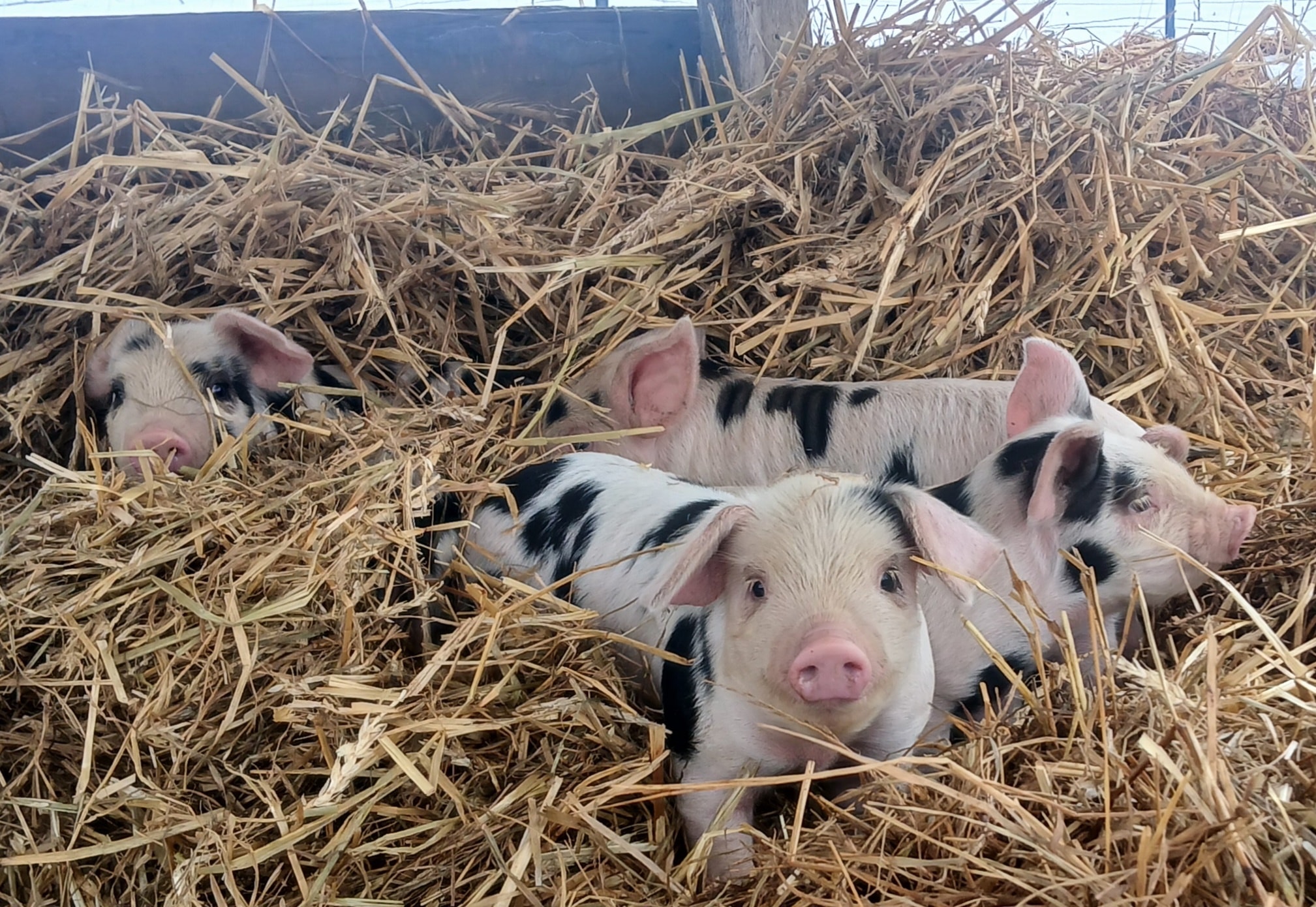 Kelly Ridge Farms LLC | Meadowview VA