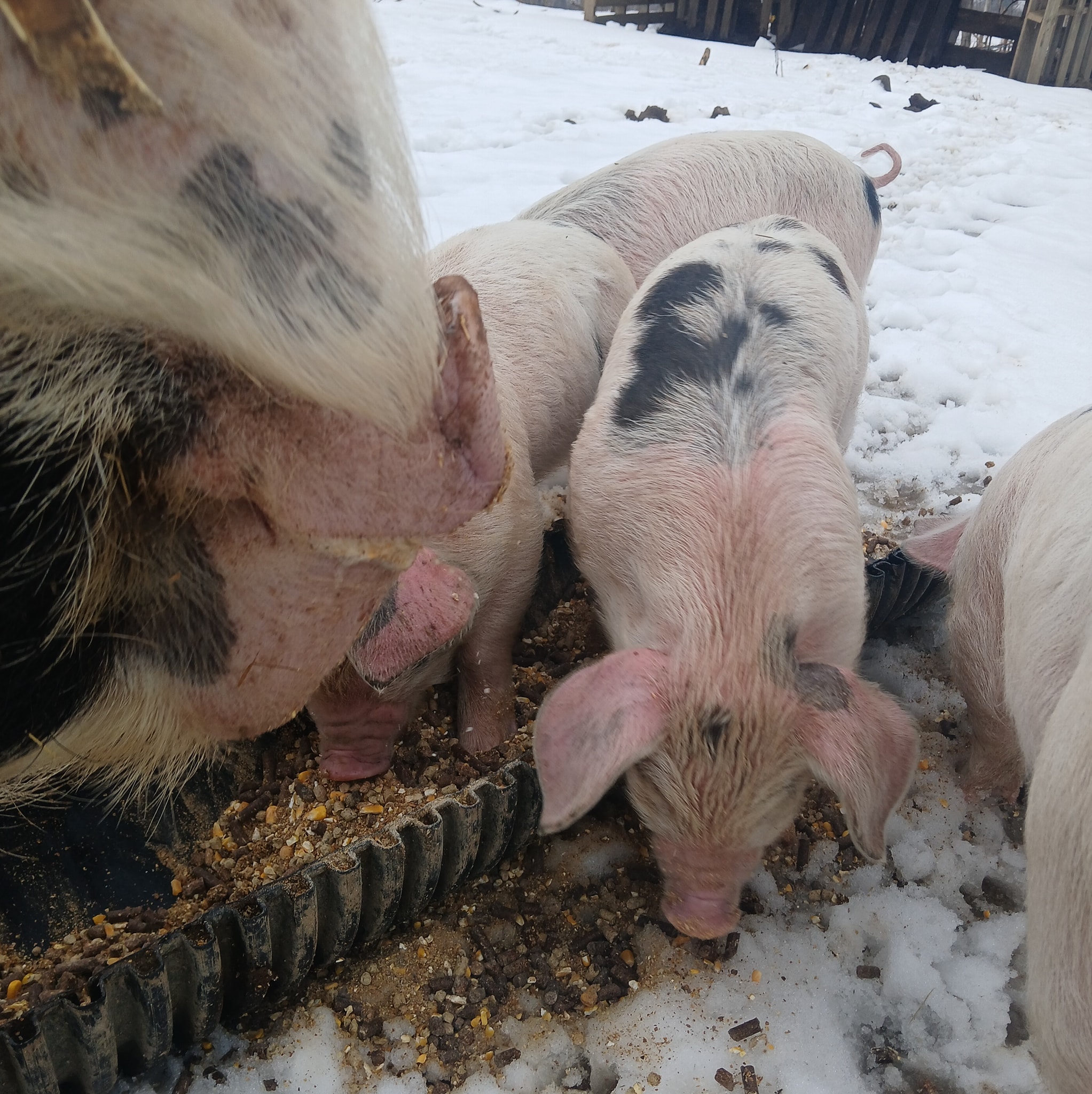 Kelly Ridge Farms LLC | Meadowview VA