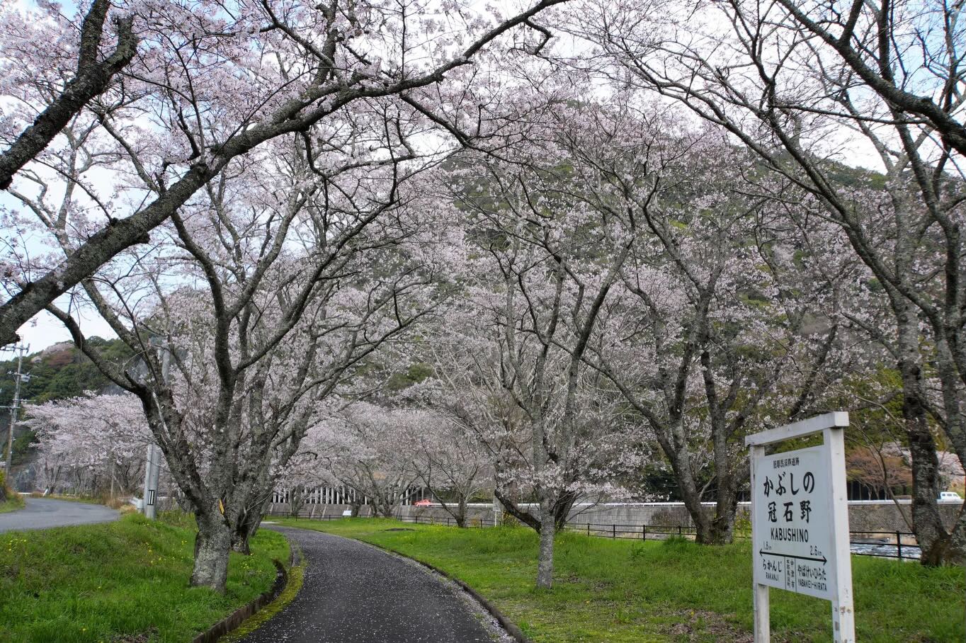 桜は満開、月は満月。 本日4/2、中津市内の桜はほとんどのスポットで