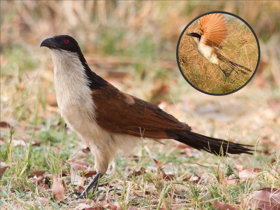 BWgovernment - GOOD NIGHT: BIRDS OF BOTSWANA - THE COPPERY-TAILED ...