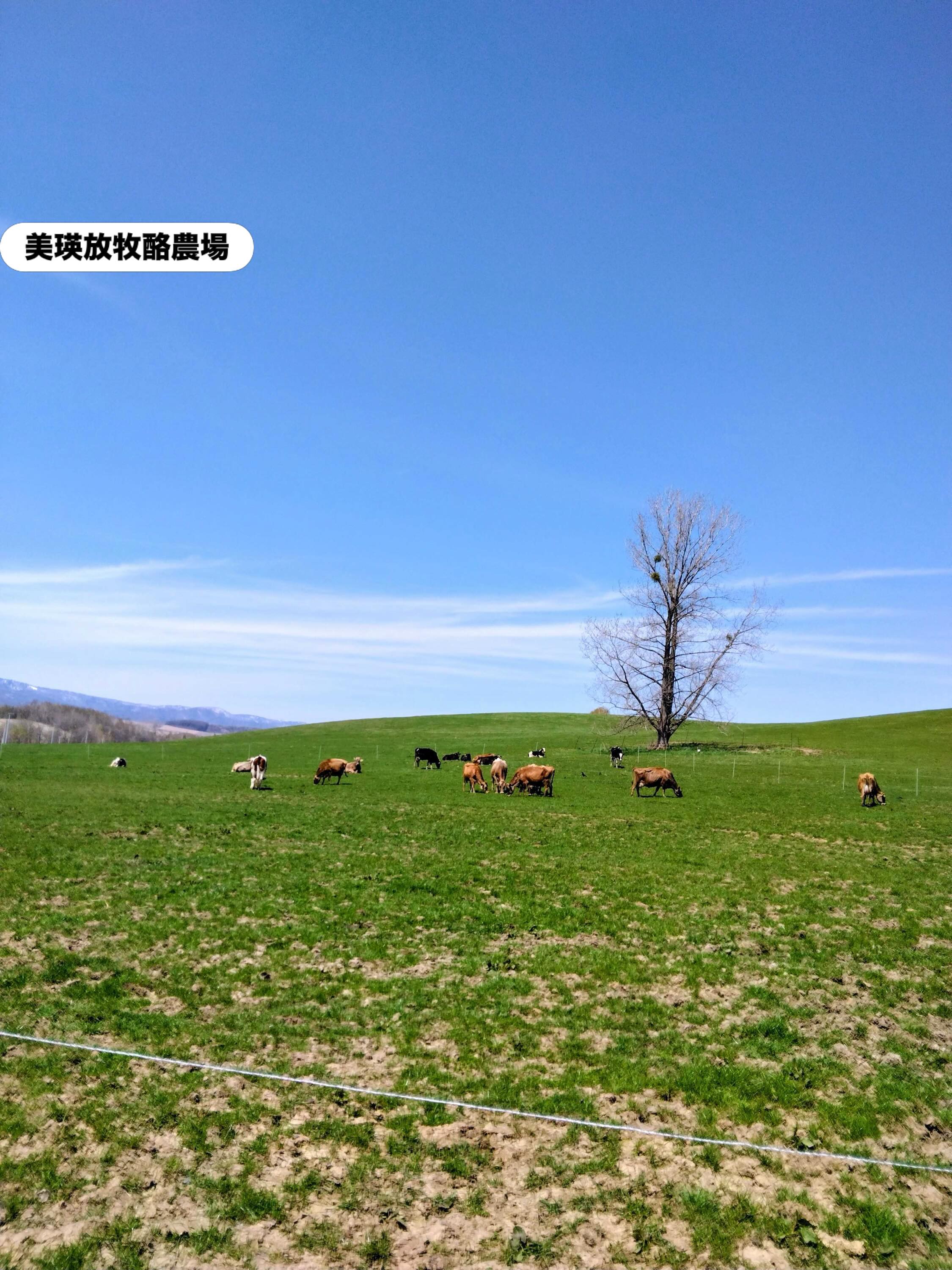 RUSTIC 貴妃花さんからのお知らせ 丘のまちで有名な北海道美瑛町にある 