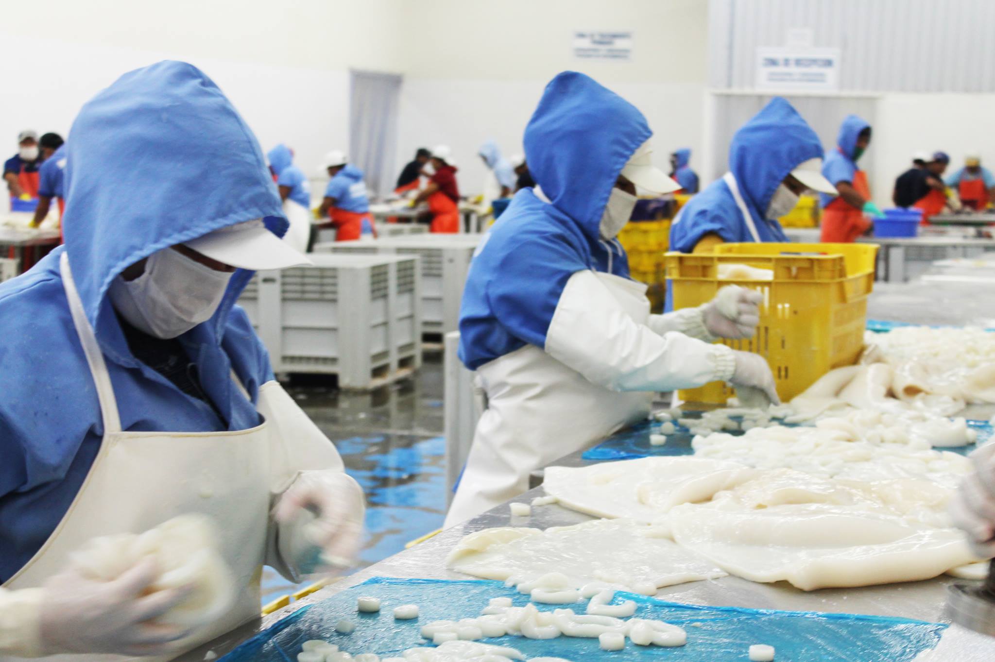 Colán Fish. Seafood Export | Paita
