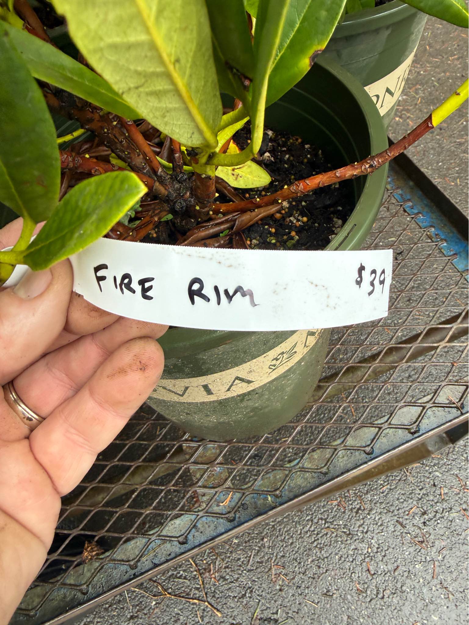 Fire Rim rhododendron bushes - Plants & Seedlings - South Hill ...