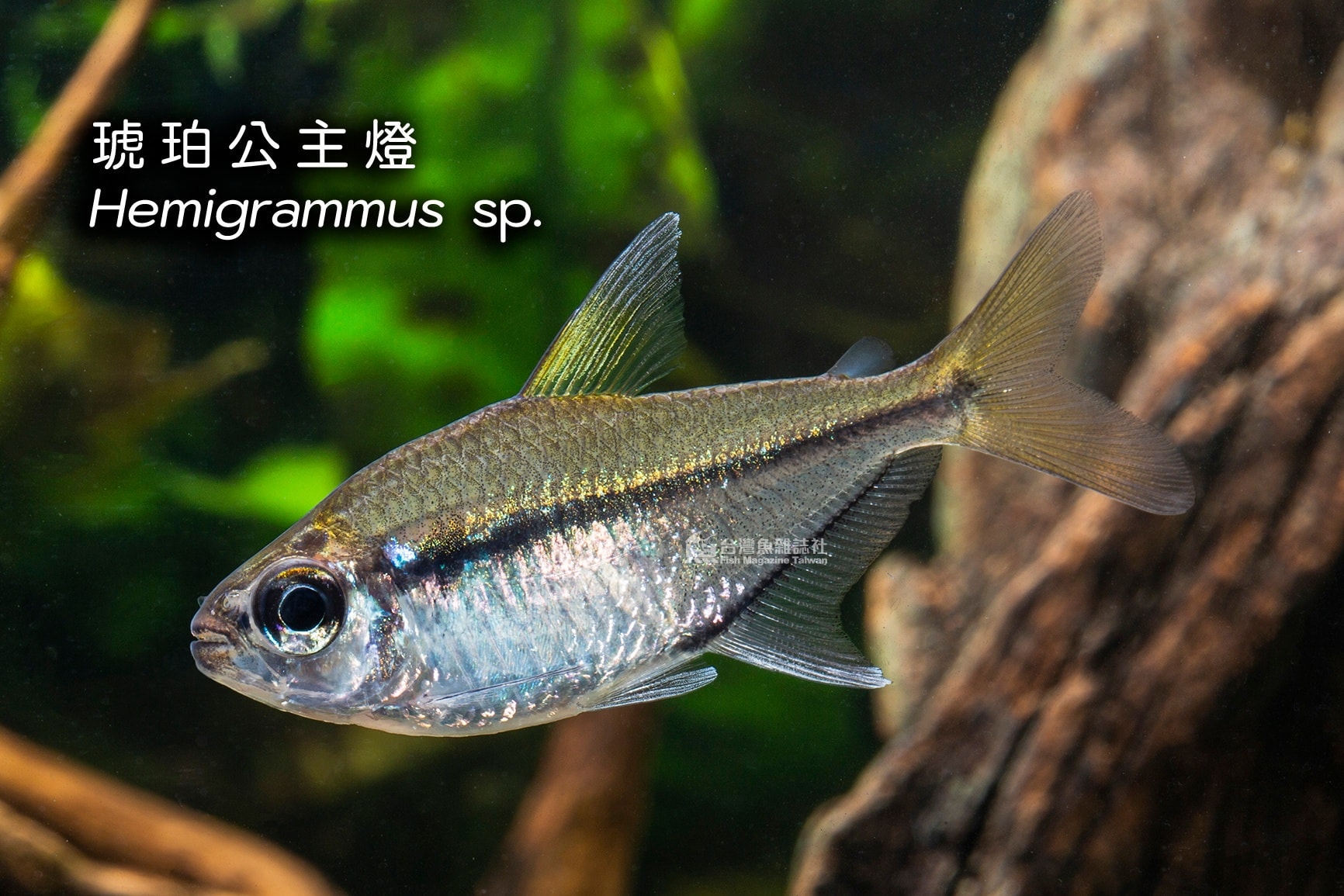 台灣魚雜誌社 Fish Magazine TW added a... - 台灣魚雜誌社 Fish Magazine TW