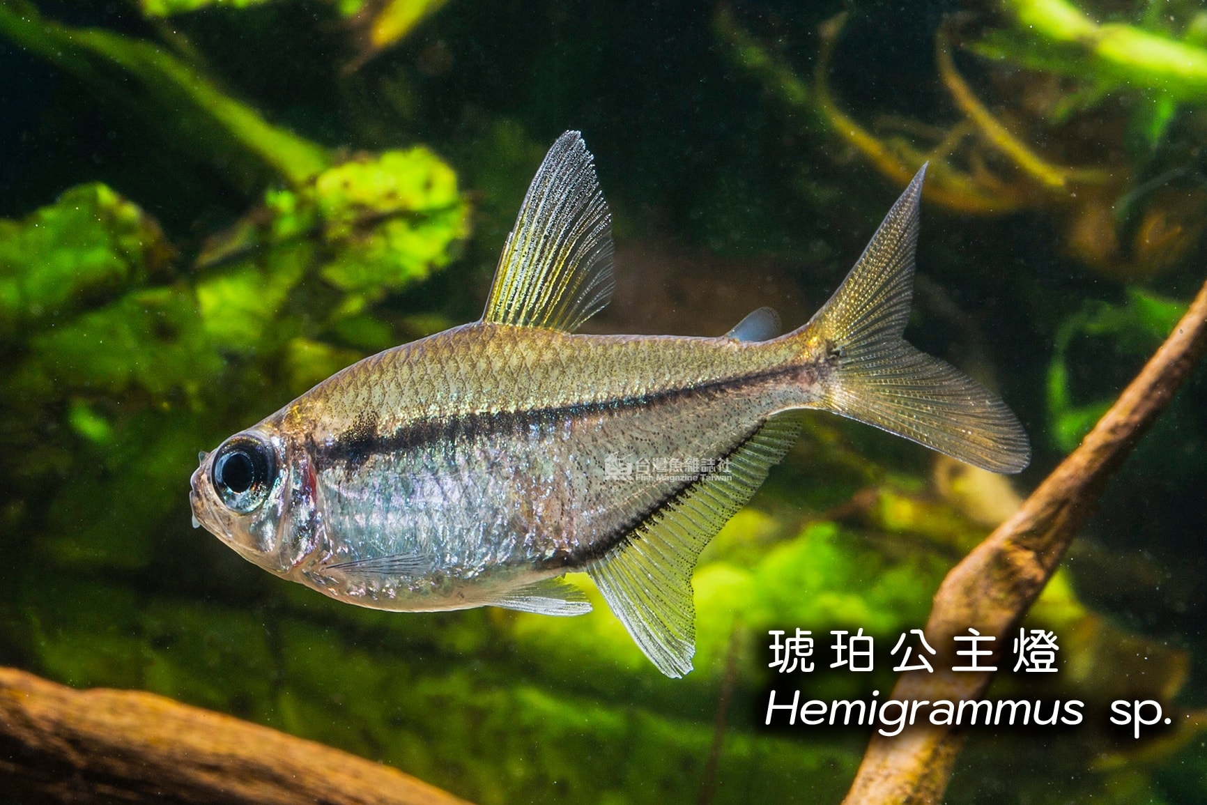台灣魚雜誌社 Fish Magazine TW added a... - 台灣魚雜誌社 Fish Magazine TW