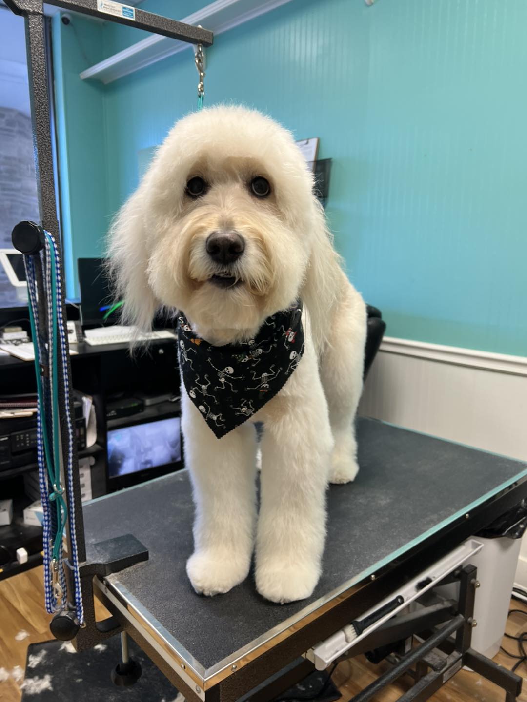 Visual Reference: K9 Perfection K9 Perfection Grooming Salon Chapel Hill