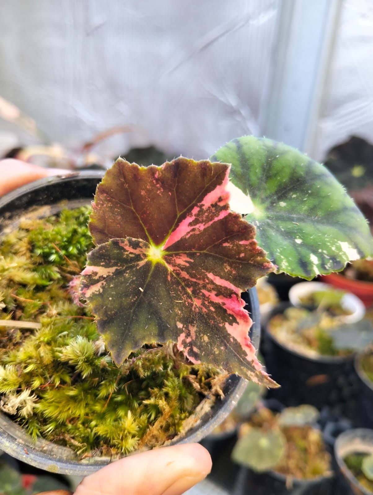 Begonia black fang pink variegated ✓