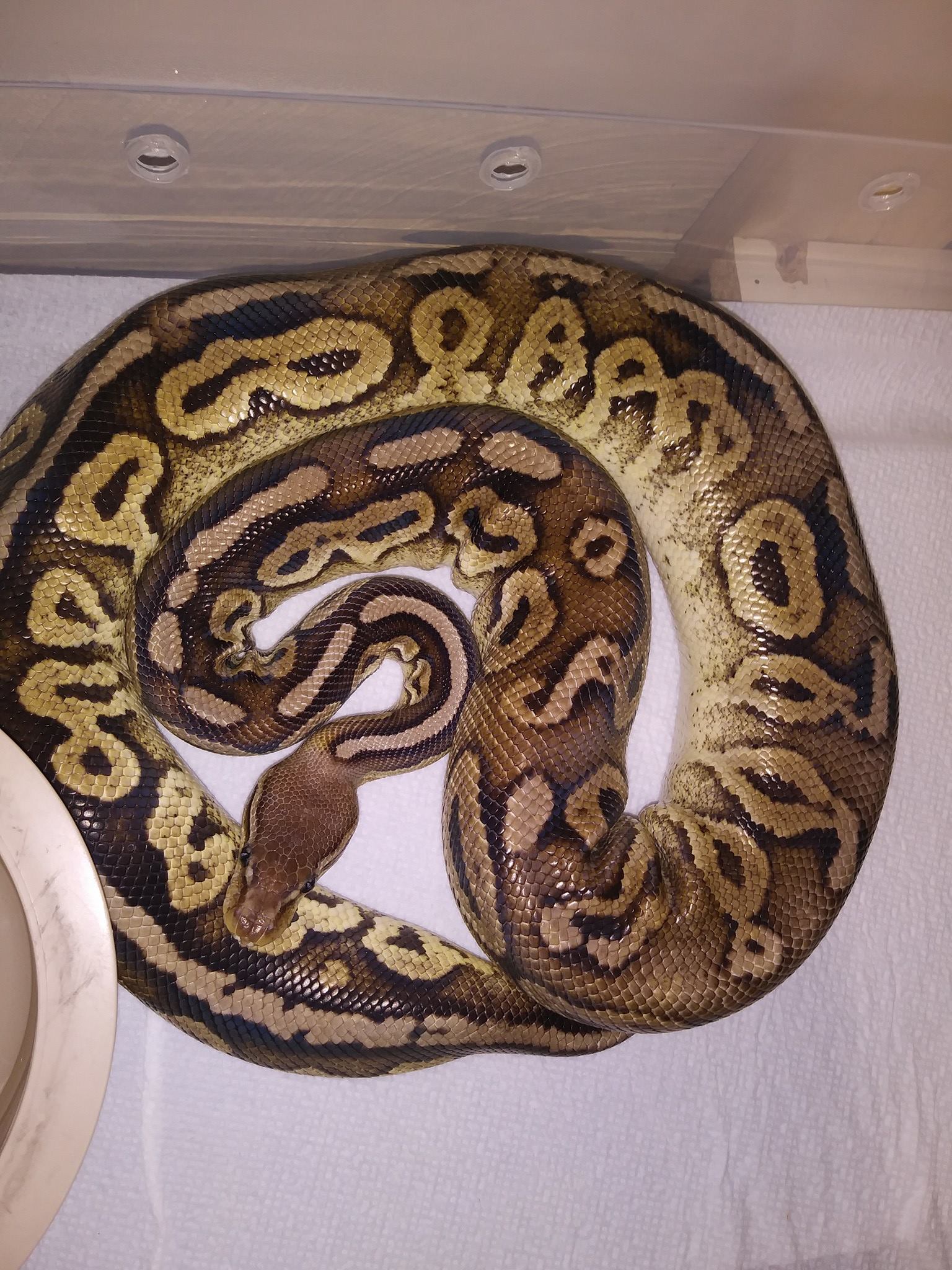 Mystery Genetics Ball Python Breeding | Virginia Beach VA