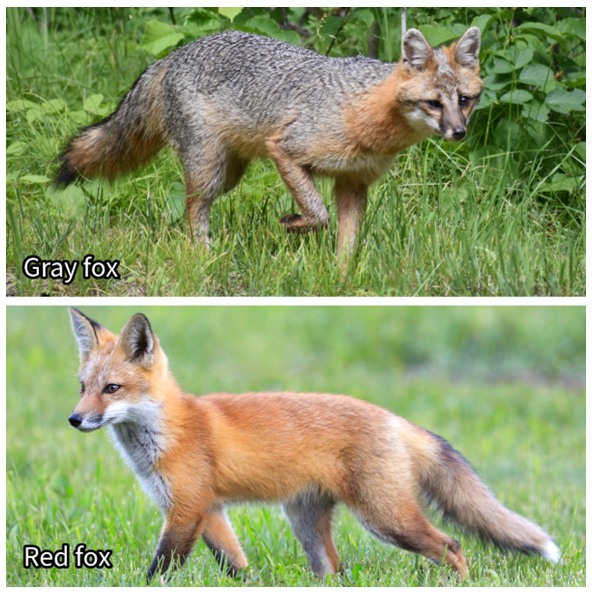 red fox grey fox アルバム red fox grey fox アルバム 【公式】ネットショップ
