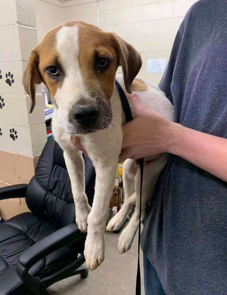 Friends helping Georgia rescues
