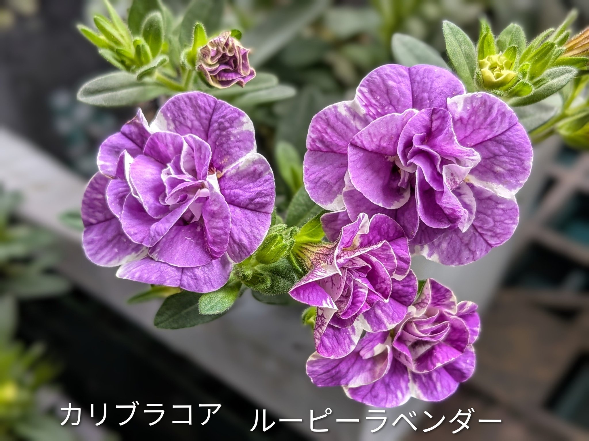 ラベンダー色のカリブラコアが咲いていました。