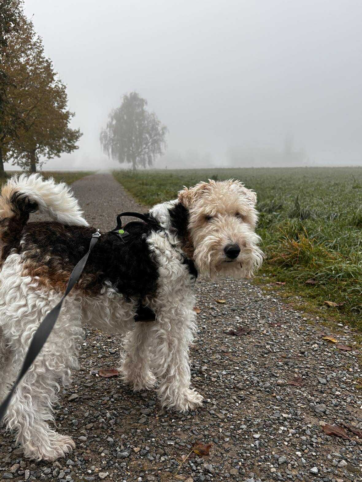 Šunų - Vakar buvo baubadienis. Baubukai, tokie kaip Rugis, po namus ...