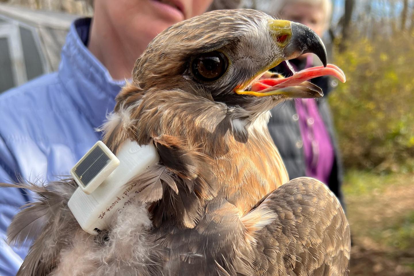 The Red-tailed Hawk Project