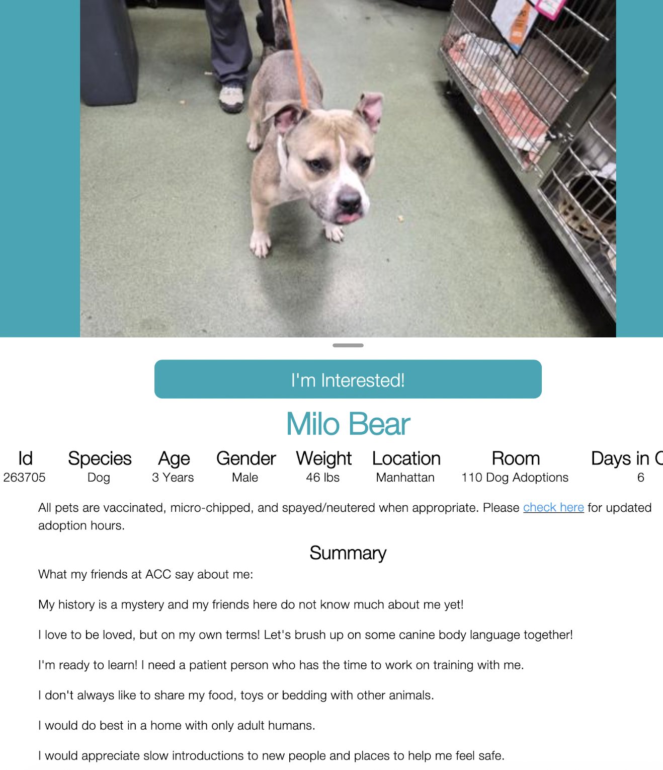 Milo Bear dog adoption in Manhattan