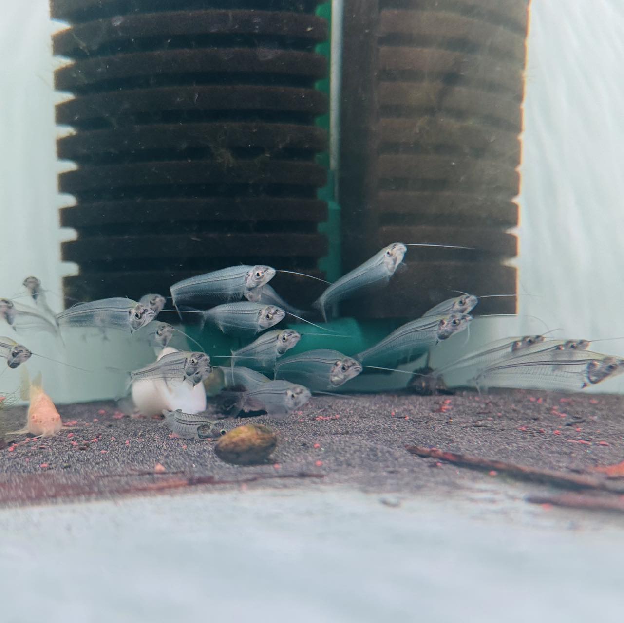 𝐋𝐘𝐍 𝐀𝐐𝐔𝐀𝐓𝐈𝐂 𝐅𝐈𝐒𝐇 - 478 B7 Điện Biên Phủ | Da Nang