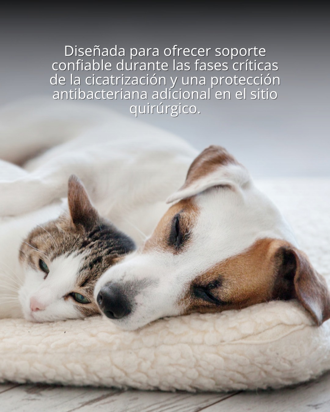 Innovett - Diff Quick es una variante de la Tinción de Romanowsky que ...