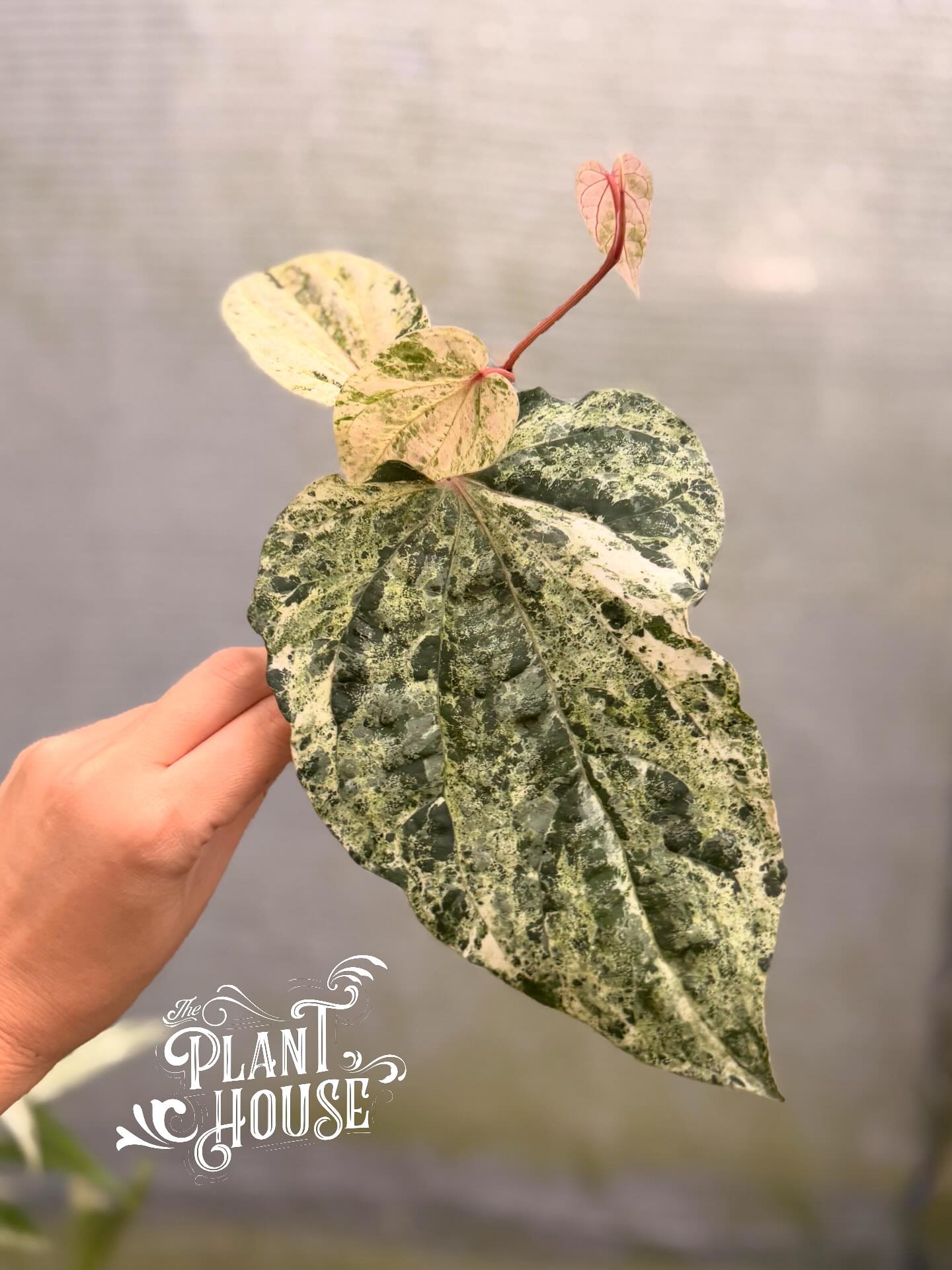 The Plant - Scindapsus GARAWA • Green on Green variegated DM FOR 