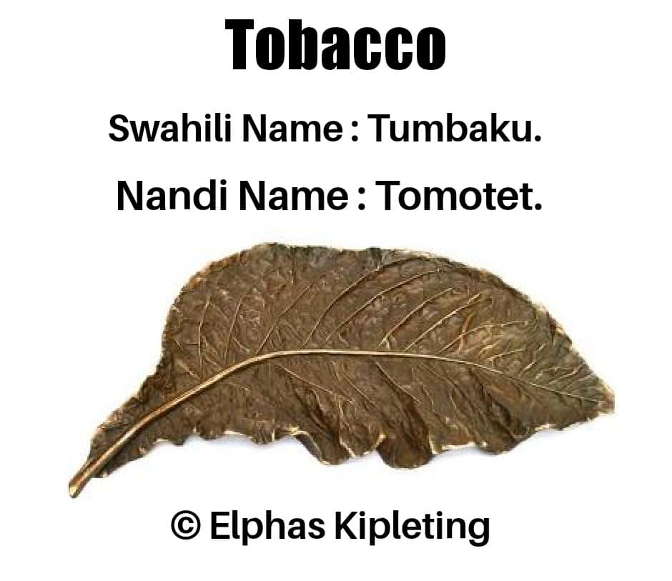 tobacco in swahili What is the origin and significance of the Nchelwa or Ndobondo smoking pipe?