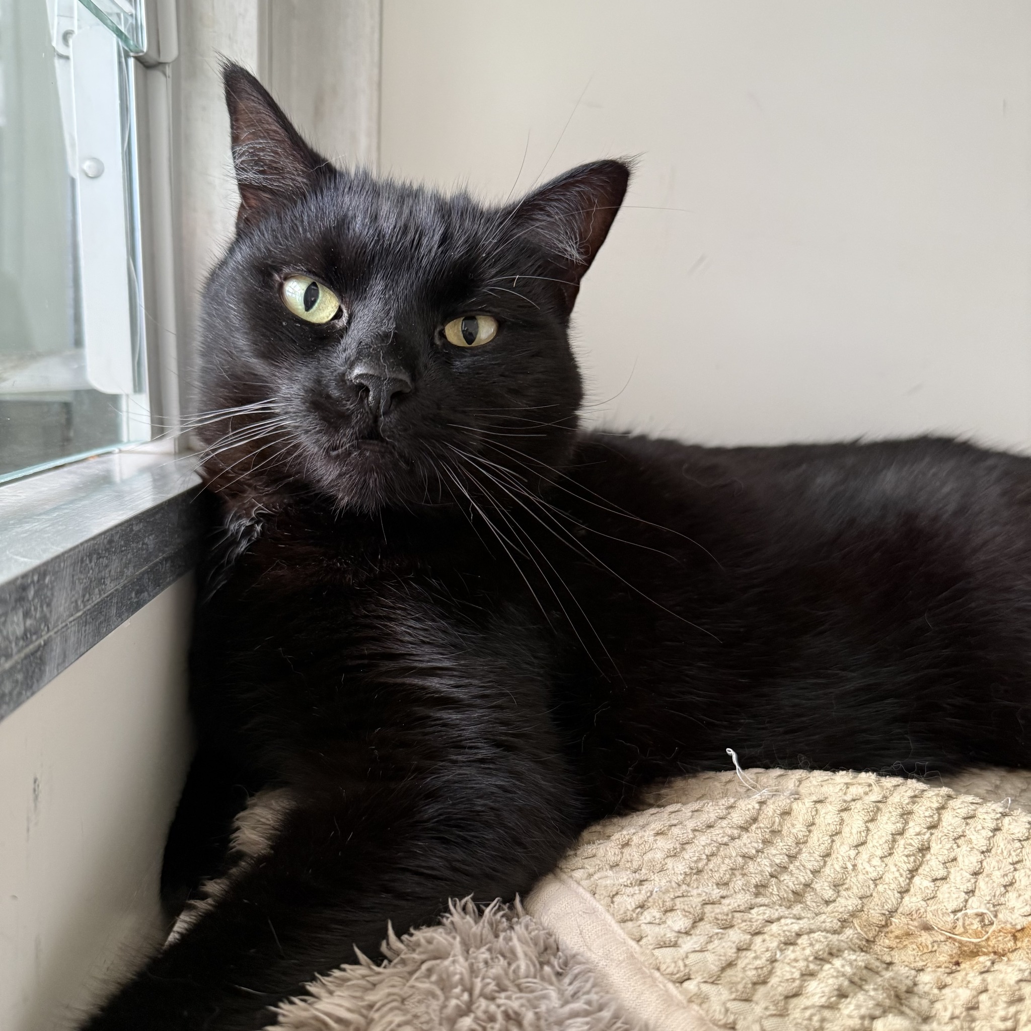Riverside... - Riverside Cattery Luxury Cat Accommodation
