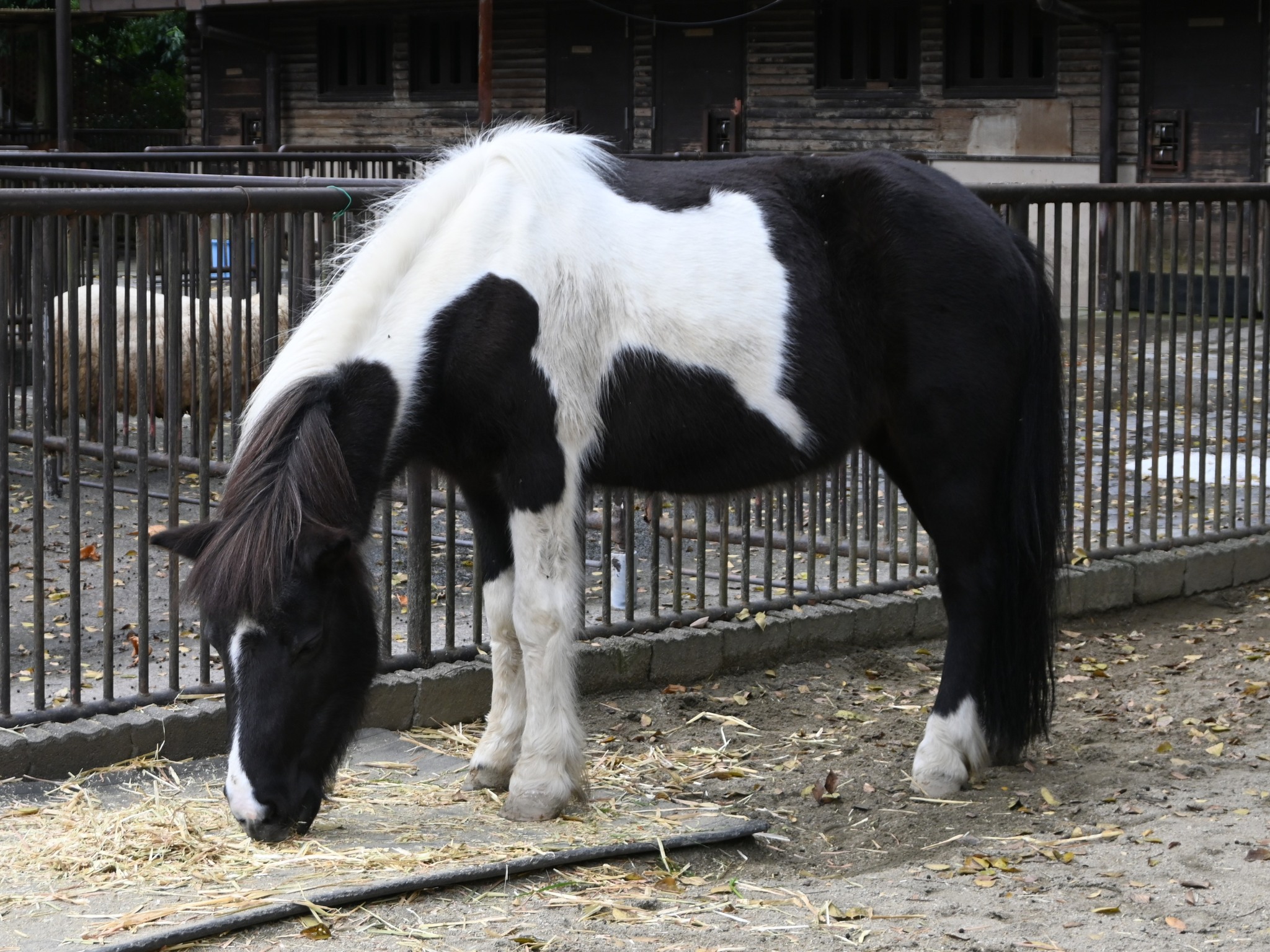 愛媛県立とべ動物園 - #ホッキョクグマ の #ピース が25歳になることを