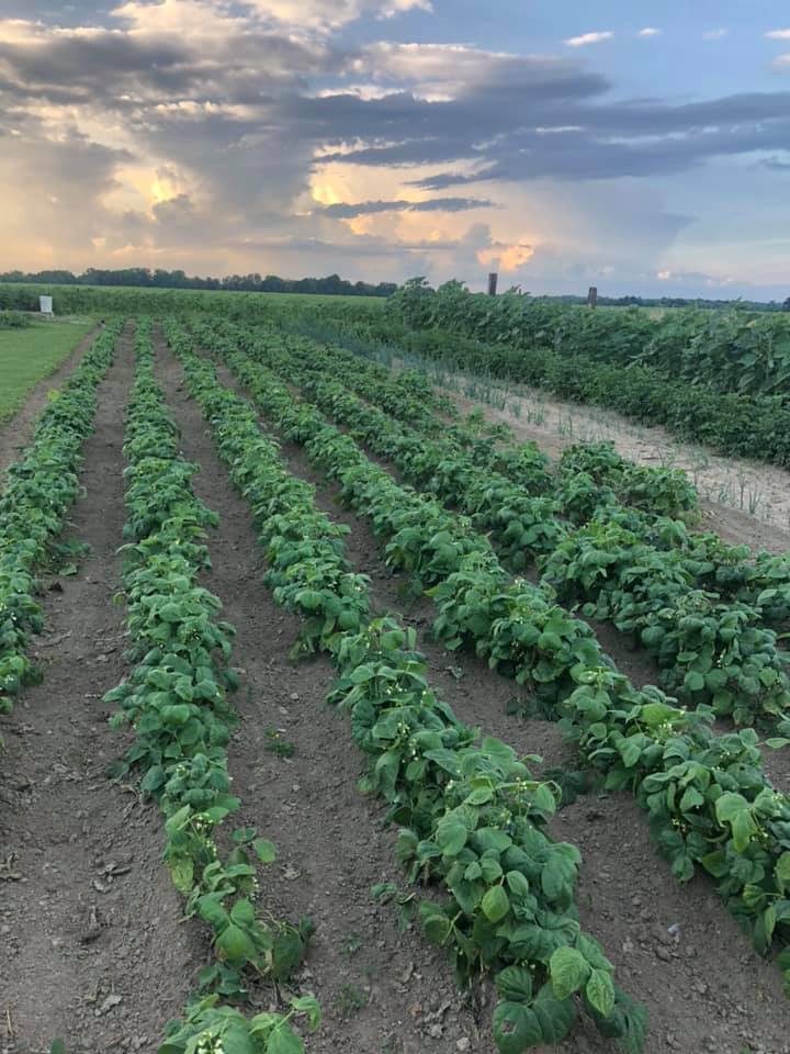 Strong Roots Family Farm | Madison IN