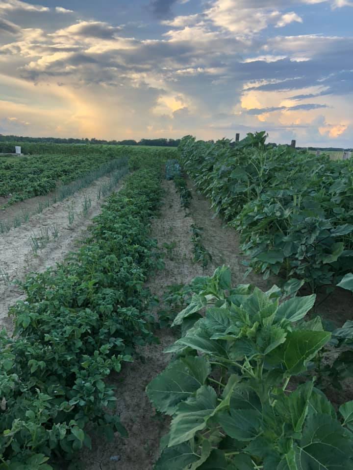 Strong Roots Family Farm | Madison IN