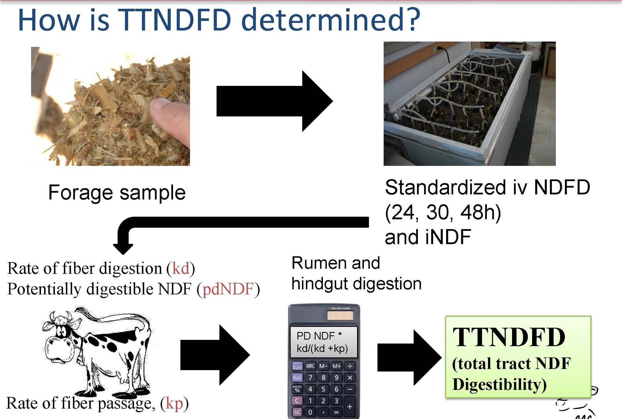 Rock - DYK? Total Tract NDF Digestibility (TTNDFD) incorporates FOUR ...