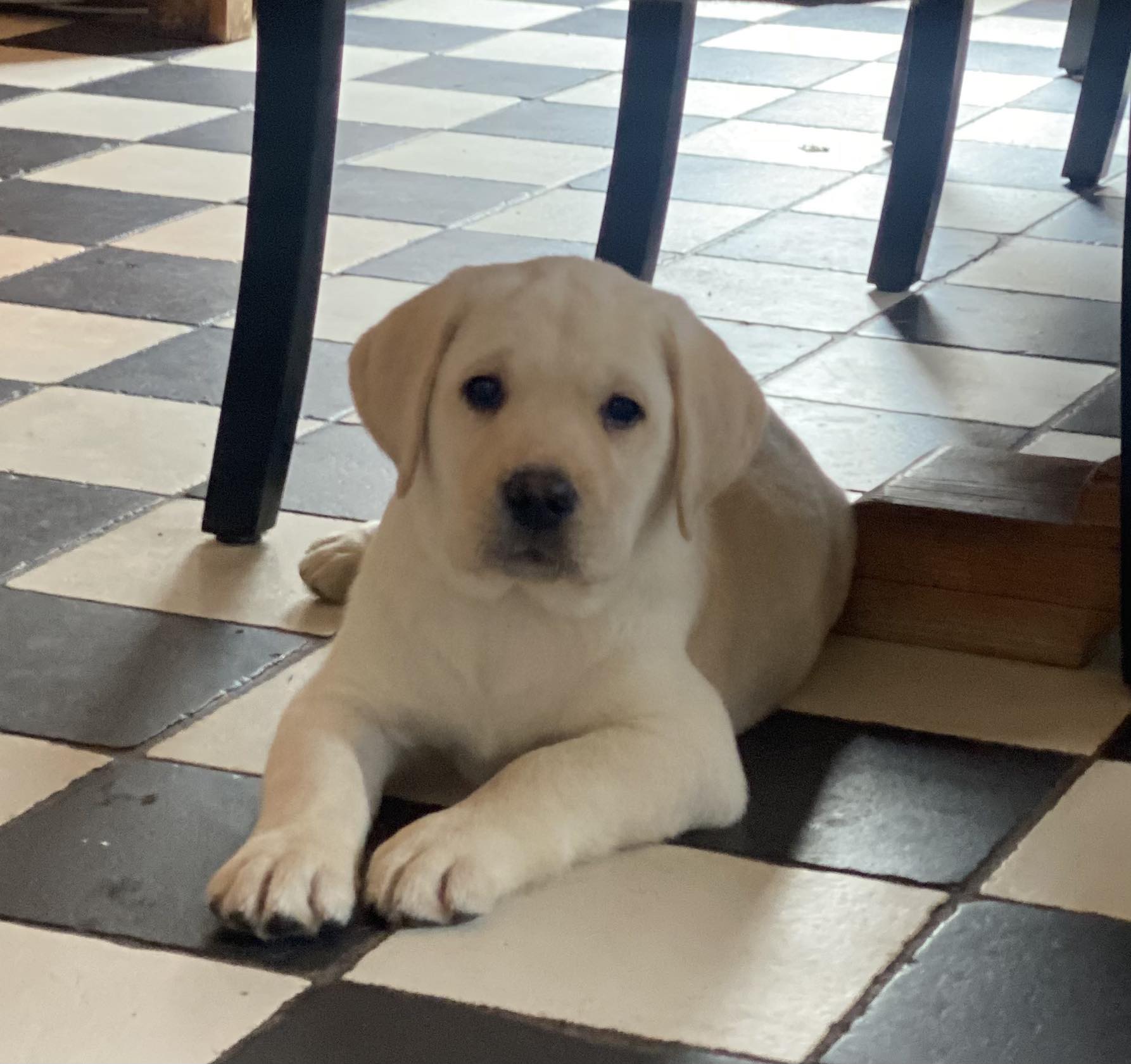 Labrador Ruby's Ranch | Vleuten