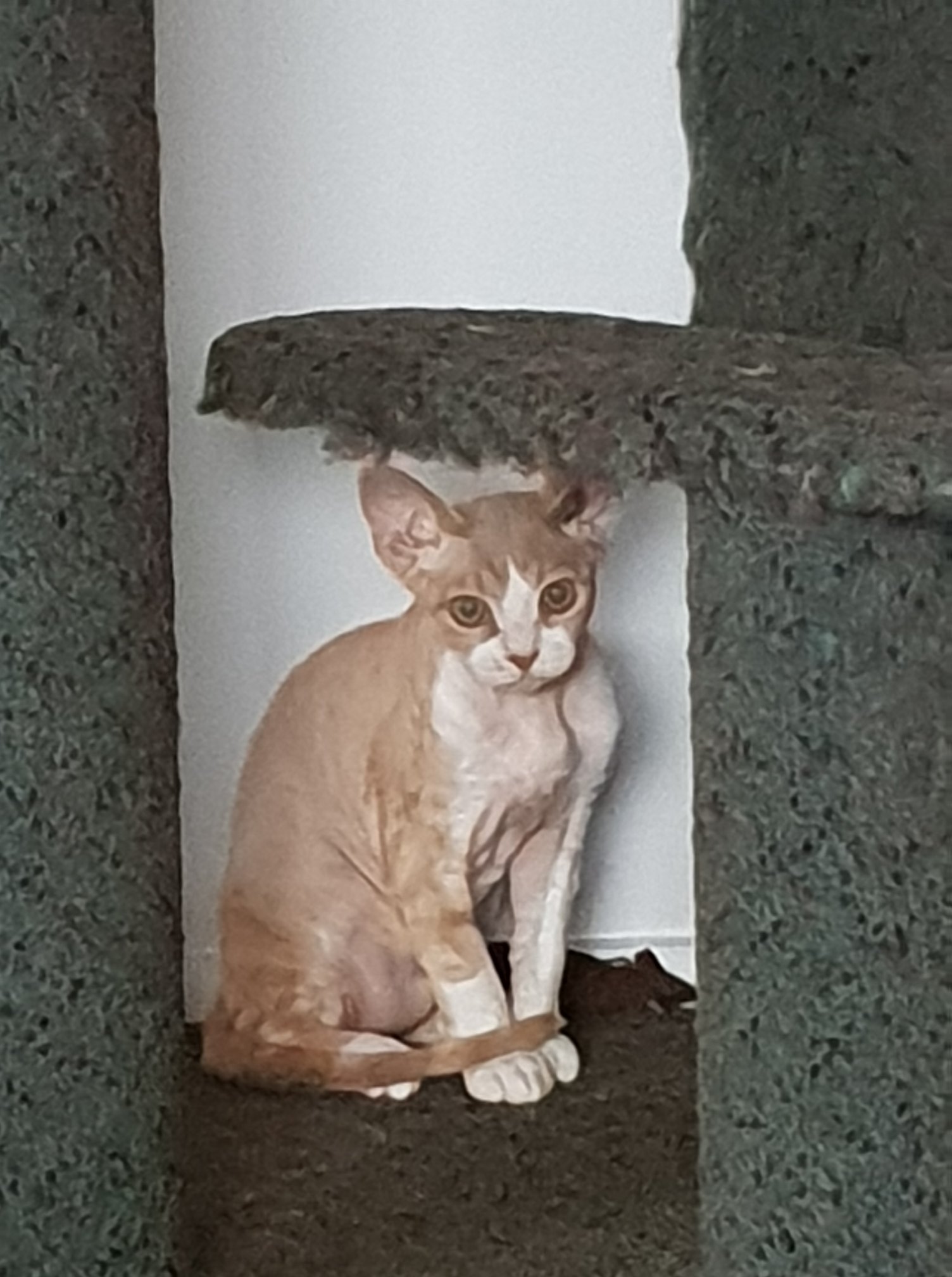 Rexellent Devon Rex Cattery