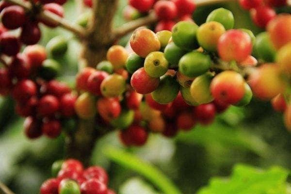 كيف تنمو شجرة القهوة الحقيقية على حافة النافذة لديك نحن نزرع شجرة القهوة بأيدينا