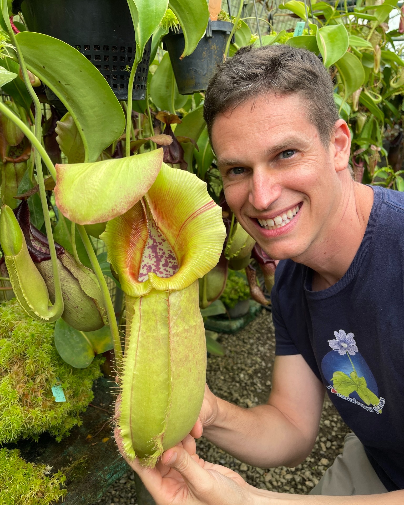 Nepenthes seedlings with super squat pitchers for sale