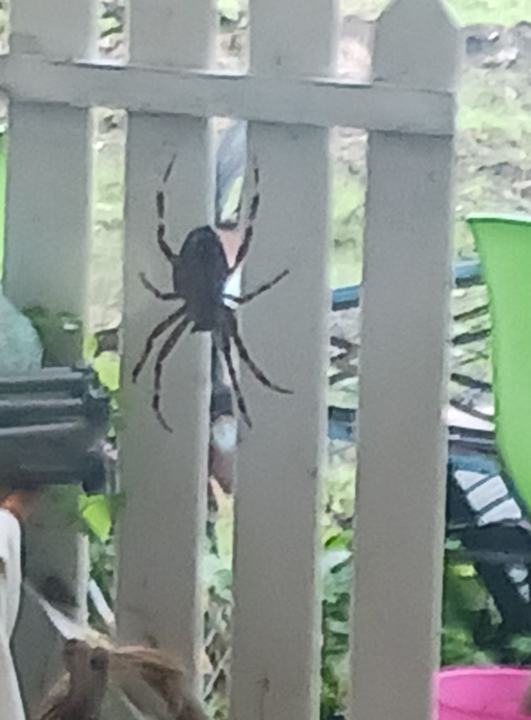 Is this a yellow orb spider in Grants Pass, Oregon?