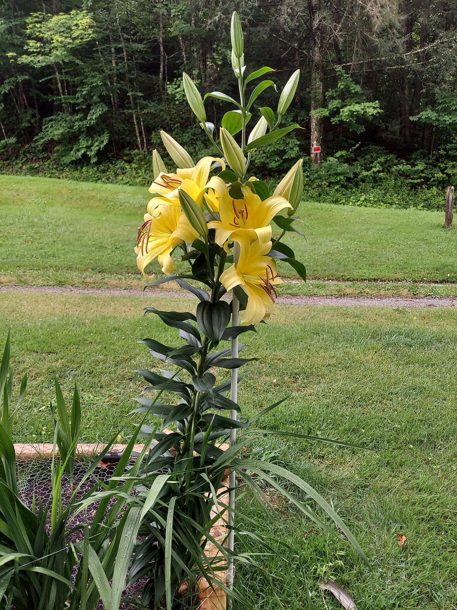 Can you tell me what kind of Lilly this is?