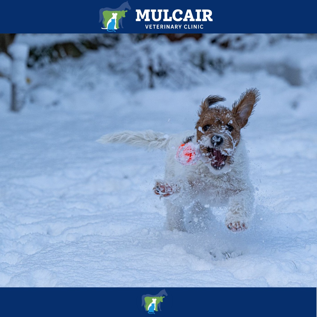 mulcair-vets-mulcair-vets-added-a-new-photo