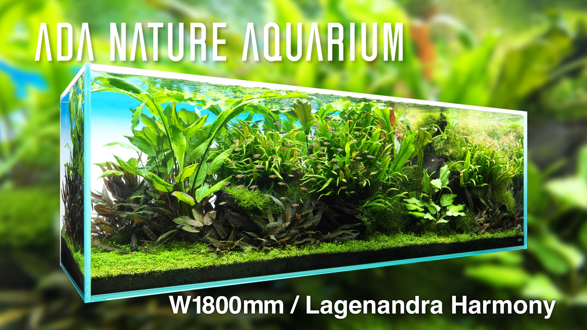 ADA Nature Aquarium - Aqua Design Amano Co., Ltd (@AquaDesignAmano