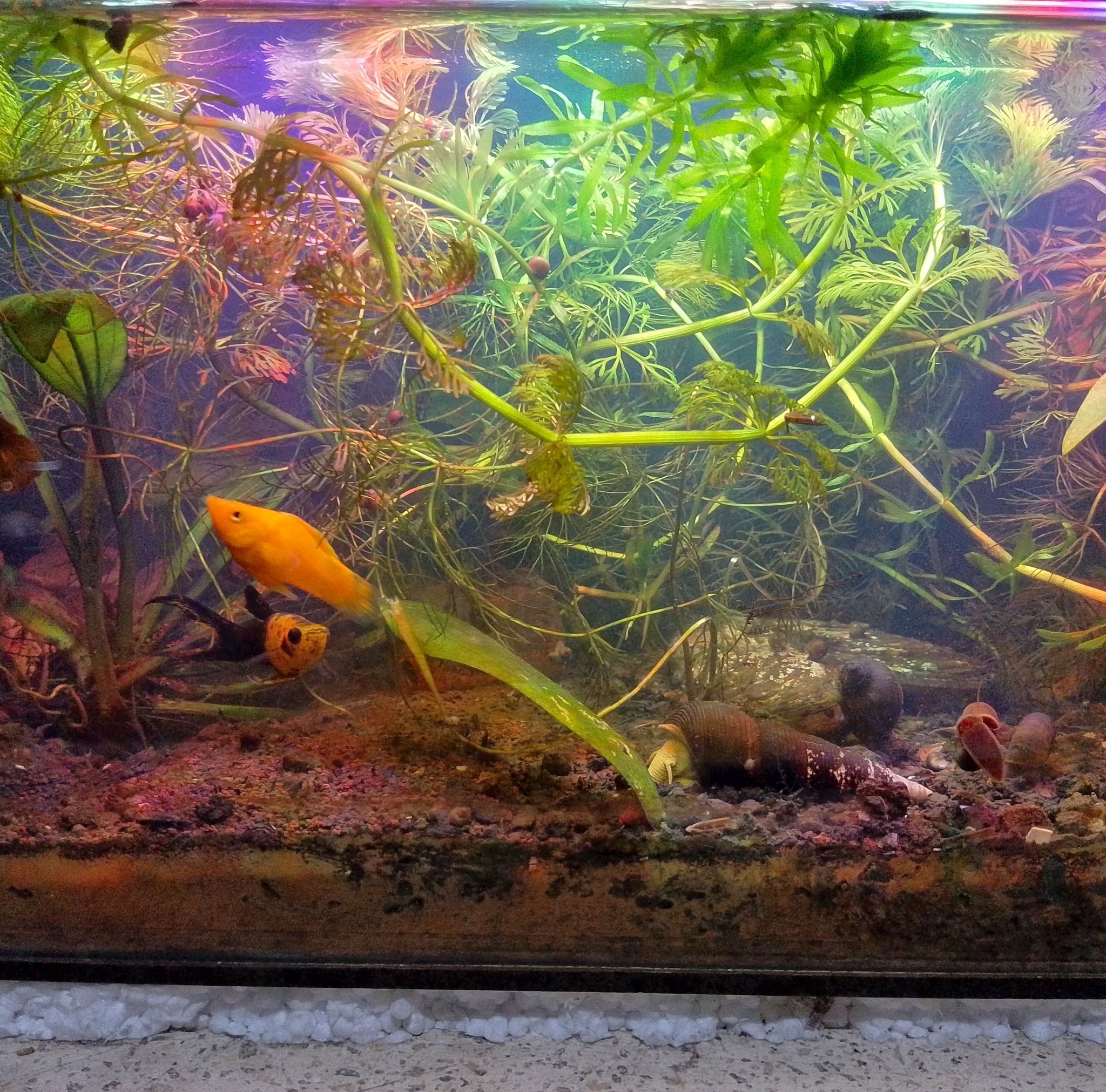 Aquascape Pemula Indonesia (API) | guppy hobby bner anakan, udang juga ...