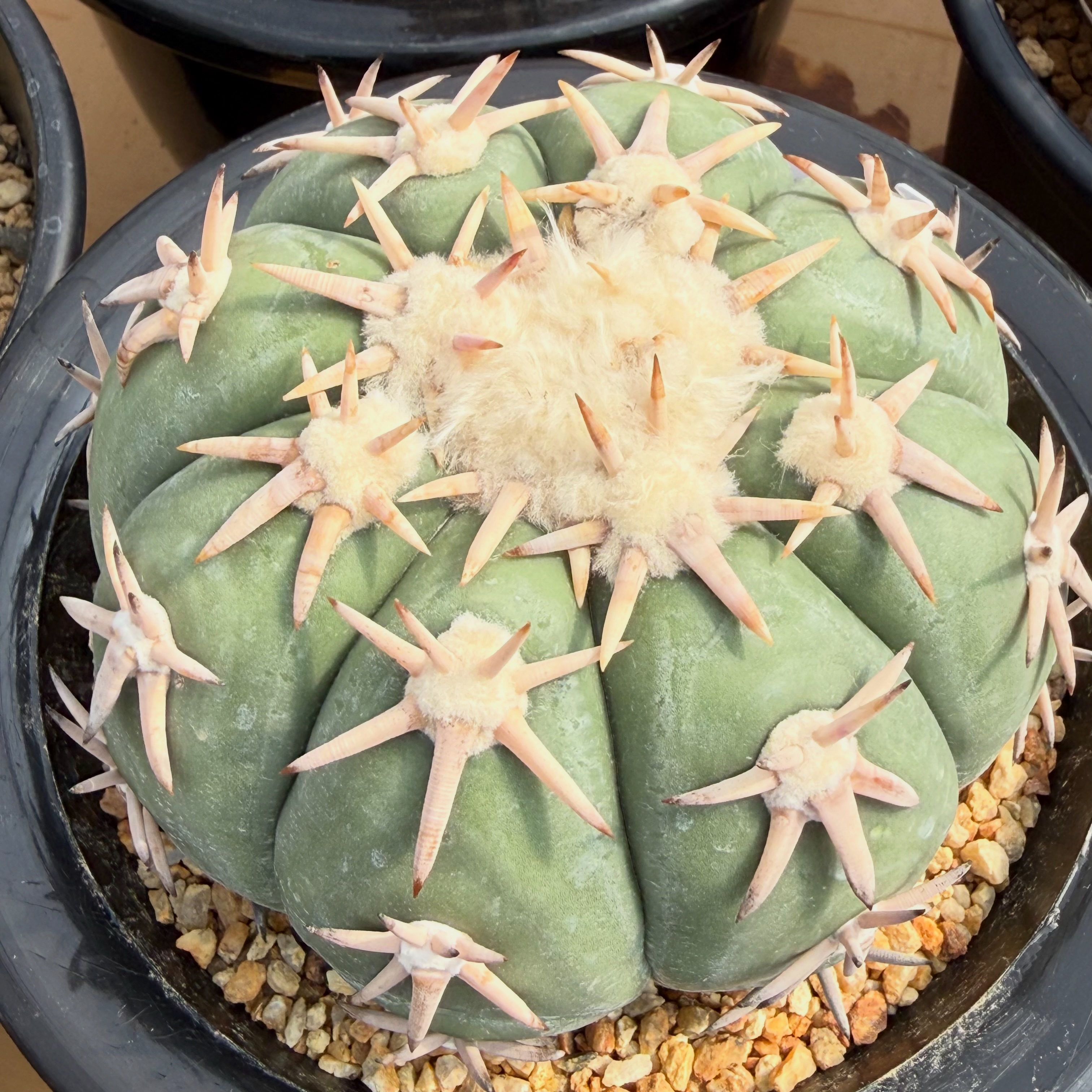 アロエ カスティロニアエ 実生 Aloe castilloniae seedling
