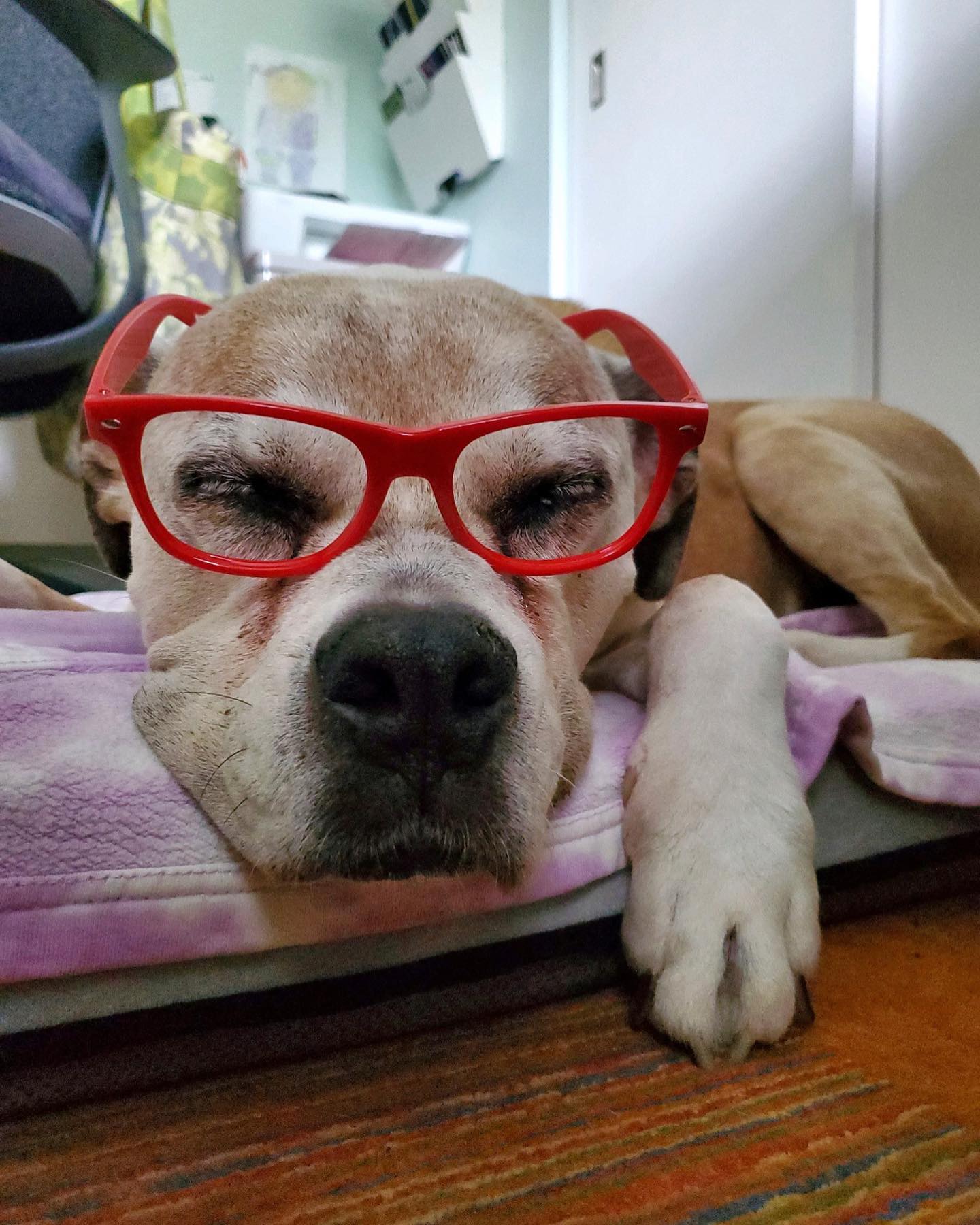 Meet Duke. Duke is one of those... - Red Glasses Movement | Facebook
